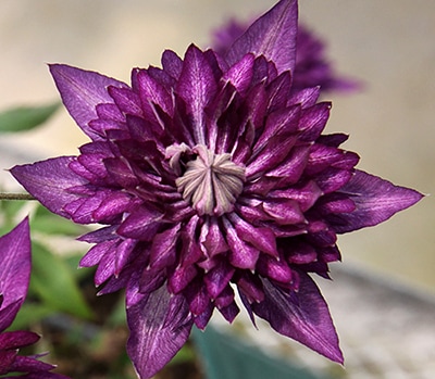 クレマチス フロリダ系 サイド・ストーリー １苗 2025秋の新作♡ クレマチス フロリダ系 サイド・ストーリー 1苗 2025秋の新作