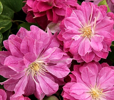 クレマチス パテンス八重系 (早咲き大輪系) ラナ １苗 2025秋 新作♡ クレマチス 'ラナ' 系統：パテンス八重系 12cmポット 及川フラ