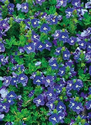 ベロニカ  ’タイダルプール’　耐寒性宿根草　10.5cmポット