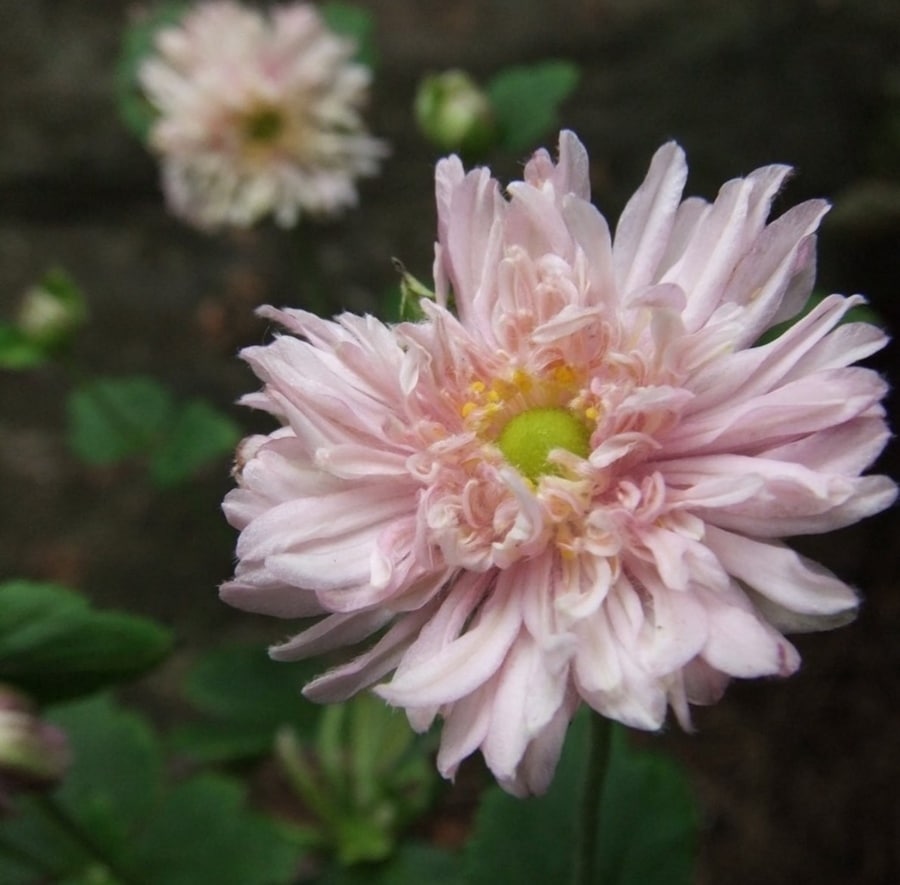 シュウメイギク（秋明菊）　’セピア’　八重咲き　宿根草　10.5cmロングポット