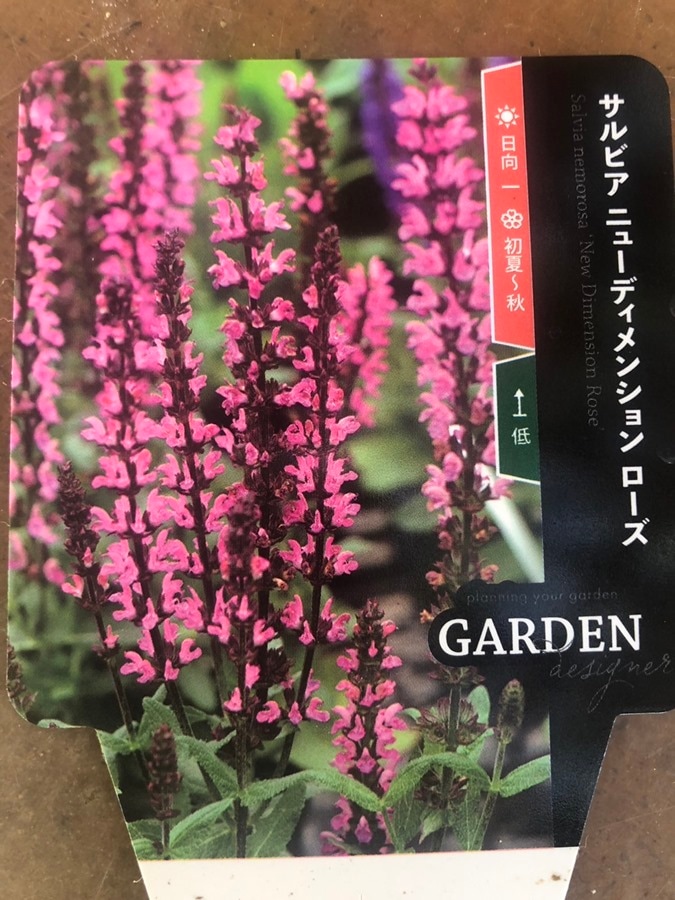 サルビア・ネモローサ  　宿根草　10.5cmポット