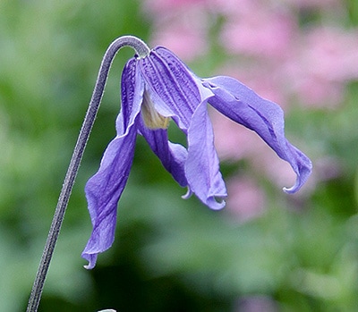 クレマチス ’フローレ・ブルー’　系統：’インテグリフォリア系　4.5号ポット　及川フラグリーンオリジナル 