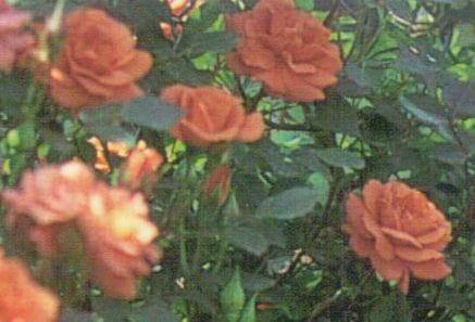 ミニバラ　’テディベアー’　5号鉢植え　四季咲き　バラ苗（挿木苗）