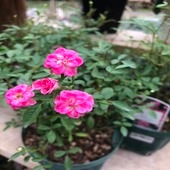 ミニバラ　’ほほえみルージュ'　5号鉢植え　四季咲き　姫バラ　バラ苗（挿木苗）