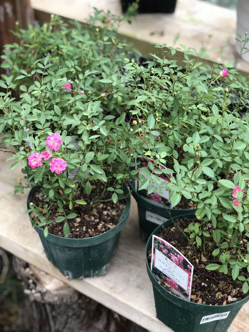 バラ苗　挿木苗5品種 ミニバラ 'ほほえみルージュ' 5号鉢植え 四季咲き 姫バラ バラ苗