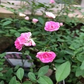 ミニバラ　’ワンダーファイブ’　5号鉢植え　四季咲き　バラ苗 　極小輪|樹形や花色・花の大きさから選ぶ|バラ苗　Roses