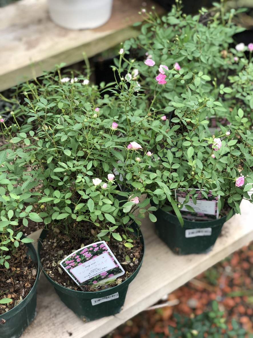 ミニバラ 'ワンダーファイブ' 5号鉢植え 四季咲き バラ苗 極小輪