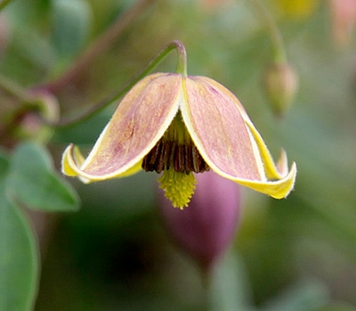 クレマチス 'マイ・エンジェル’　系統：オリエンタリス、タングチカ系　4.5号ポット