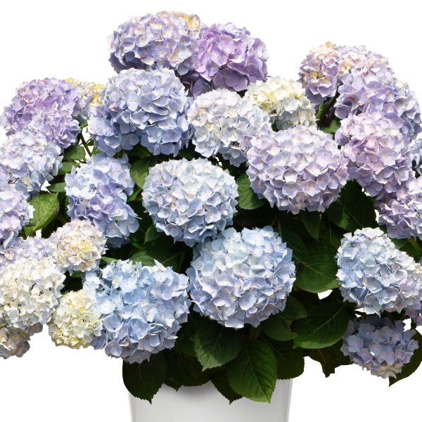 アジサイ  ’サマーメドレー　ペールシャボン’　耐寒性落葉低木　6号鉢植え