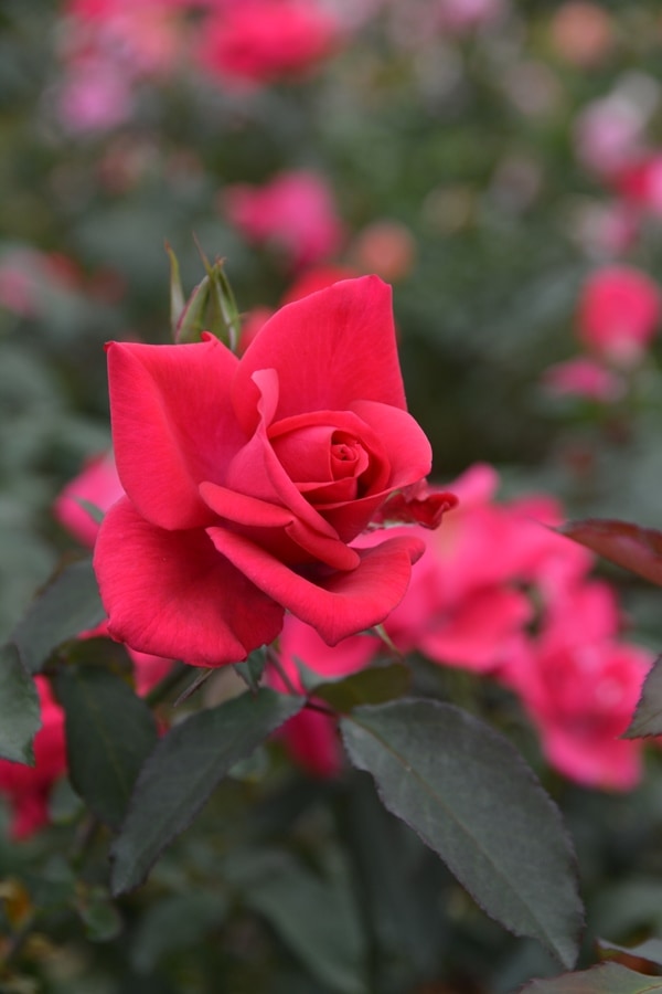 インセプション（大苗予約）7号鉢植え　バラ苗　ロサ・オリエンティス   プログレッシオシリーズ 《種苗登録出願中》