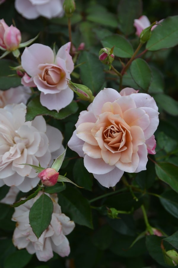 うののさらら（大苗予約）7号鉢植え　バラ苗　ロサ・オリエンティス   プログレッシオシリーズ 《種苗登録出願中》