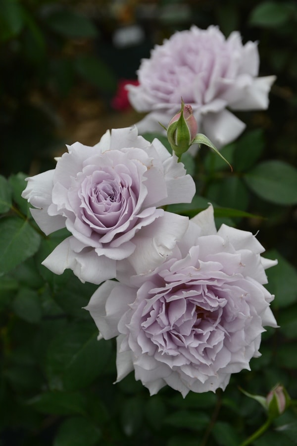 ウンディーネ（大苗予約）7号鉢植え　バラ苗　ロサ・オリエンティス   ノヴァシリーズ 《種苗登録出願中》