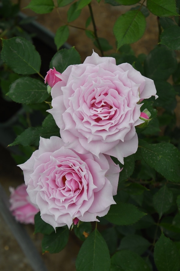 エリクシル（大苗予約）7号鉢植え　バラ苗　ロサ・オリエンティス   プログレッシオシリーズ 《種苗登録出願中》