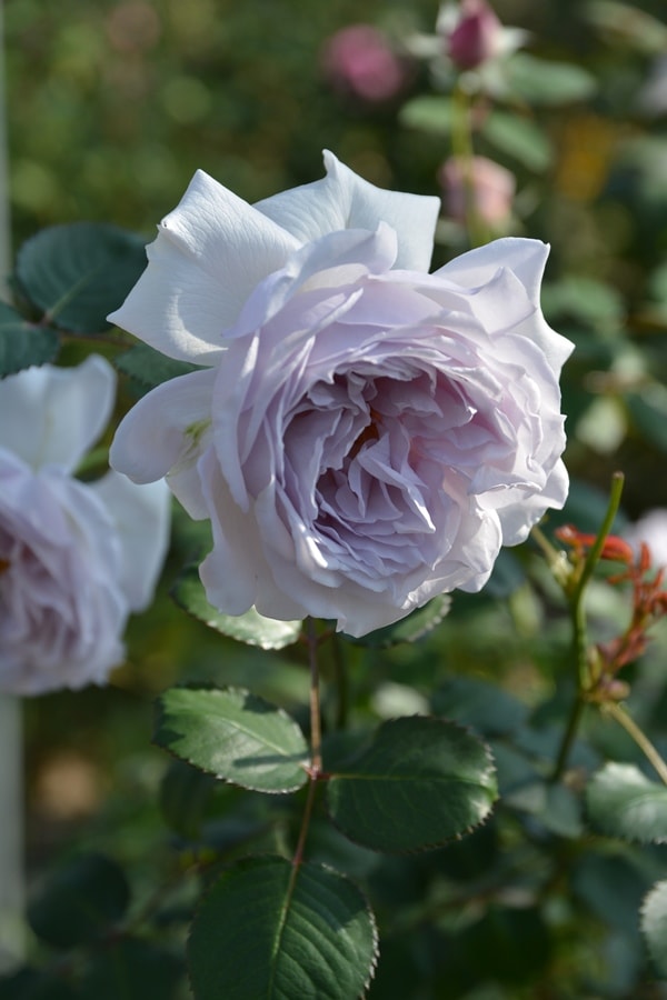 コントレイル（大苗予約）7号鉢植え　バラ苗　ロサ・オリエンティス   プログレッシオシリーズ 《種苗登録出願中》