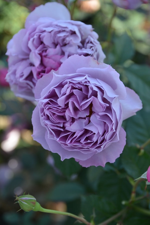 エリザベート（大苗予約）7号鉢植え　バラ苗　ロサ・オリエンティス   プログレッシオシリーズ 《種苗登録出願中》