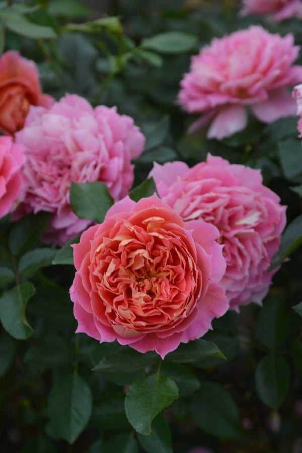 ジャズ（大苗予約）7号鉢植え　バラ苗　ロサ・オリエンティス   プログレッシオシリーズ 《種苗登録出願中》