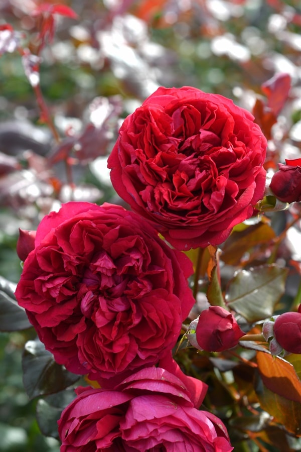 ジャンクリストフ（大苗予約）7号鉢植え　バラ苗　ロサ・オリエンティス   プログレッシオシリーズ 《種苗登録出願中》