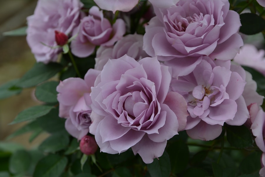 紫式部（大苗予約）7号鉢植え　バラ苗　ロサ・オリエンティス   プログレッシオシリーズ 《種苗登録出願中》