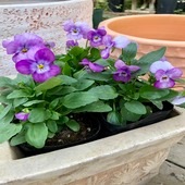 ビオラ・F1ビビ  ’ローズピンクアンティーク’　 一年草　10.5cmポット|一年草