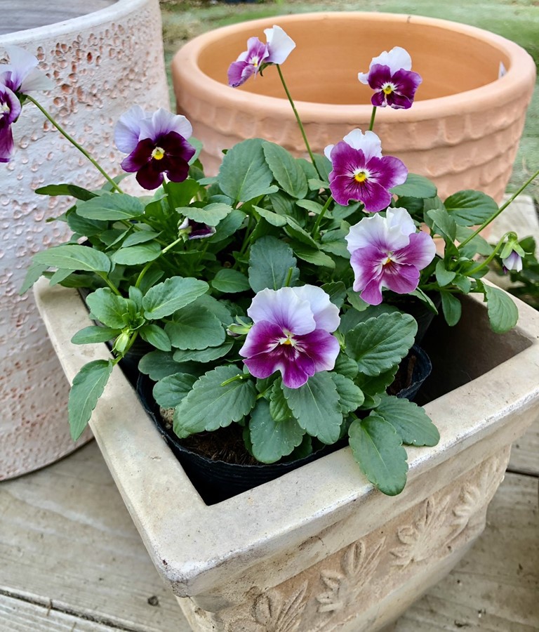 ウインターパンジー・F1ナチュレ  ’フロスティローズ’　 一年草　10.5cmポット