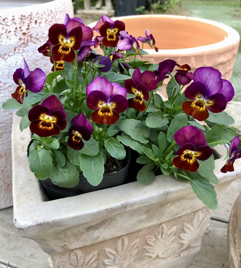 ビオラ・F1フローラルパワー  ’テラコッタ’　 一年草　10.5cmポット