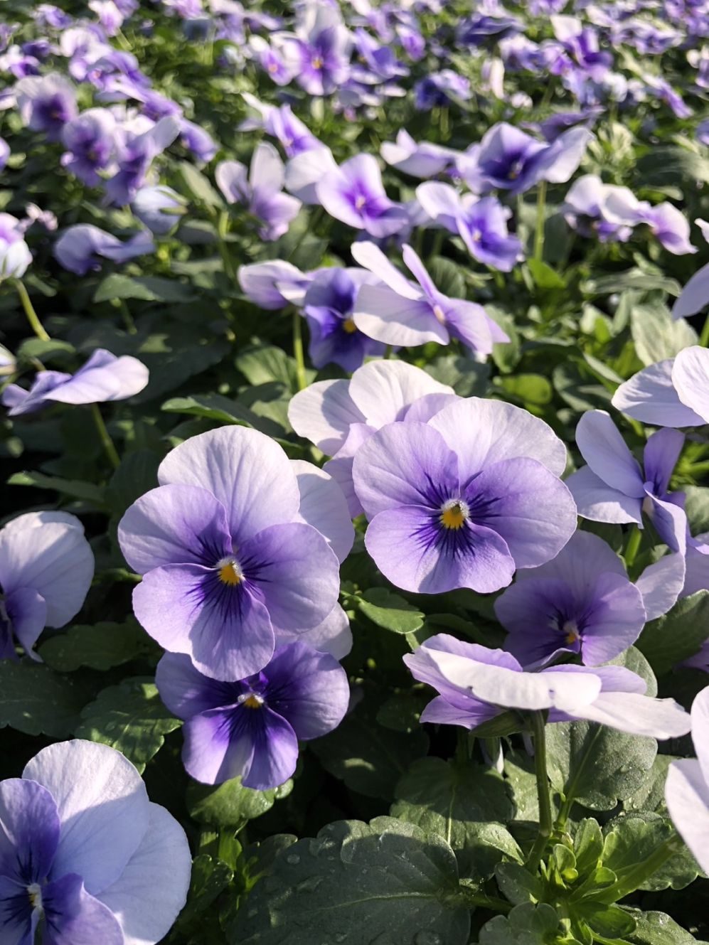 ウインターパンジー・F1ナチュレ  ’ブルーインプ’　 一年草　10.5cmポット