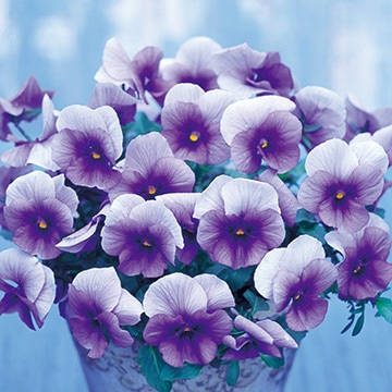 ウインターパンジー・F1ナチュレ  ’ブルーインプ’　 一年草　10.5cmポット