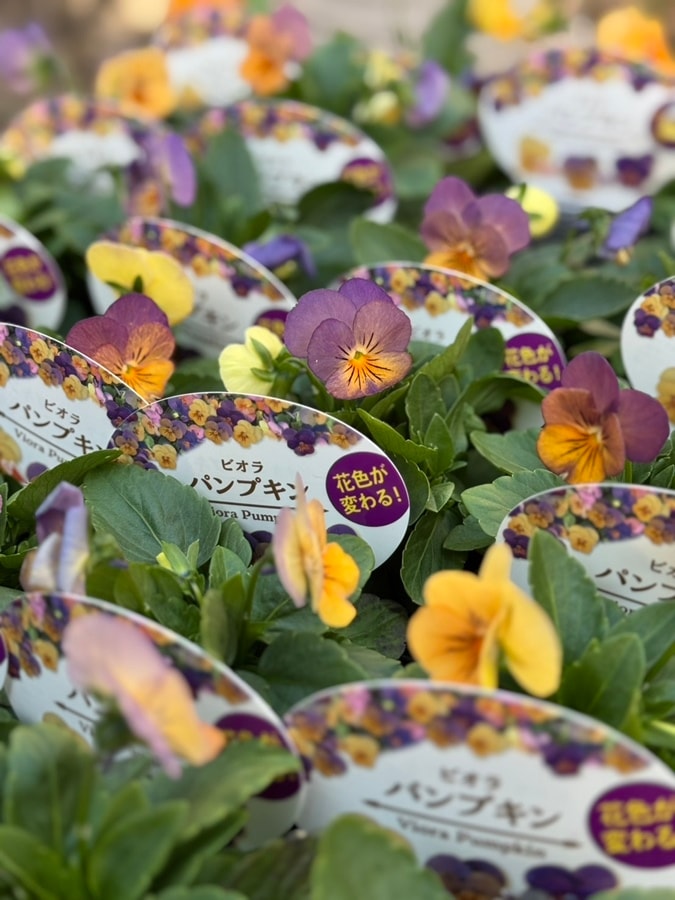 ビオラ ’パンプキン’ 一年草 9cmポット