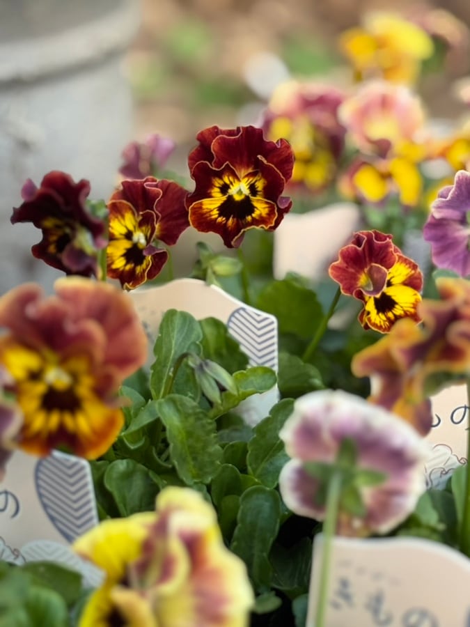 パンジー ’きもの’ 一年草 9cmポット キモノシリーズ