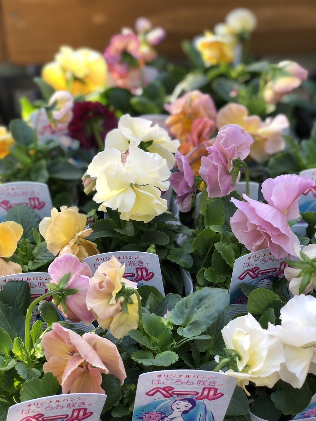 すべての商品 | バラとハーブの専門ショップ 大神（おおが）ファーム