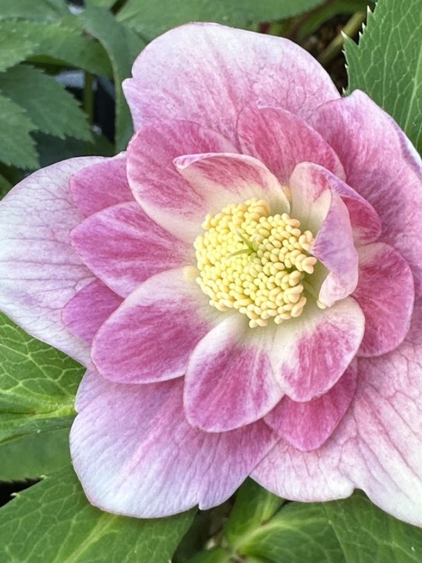 クリスマスローズ　ウィンターシンフォニー　大苗 1F|明日販売予定のクリスマスローズ情報 | オザキフラワーパーク