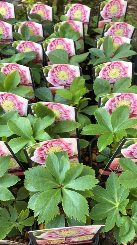 クリスマスローズ ウィンターシンフォニーシリーズ：クレオン系