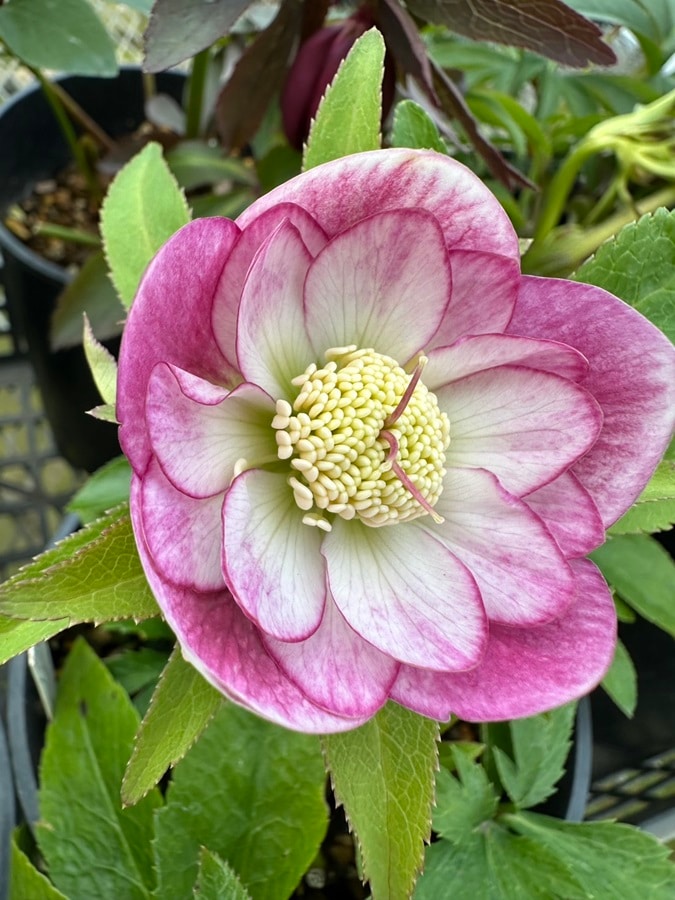 クリスマスローズ | バラとハーブの専門ショップ 大神（おおが）ファーム