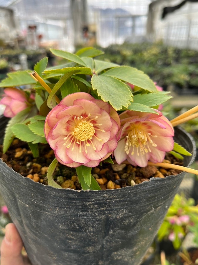 クリスマスローズ ウィンターシンフォニーシリーズ：オーレア系