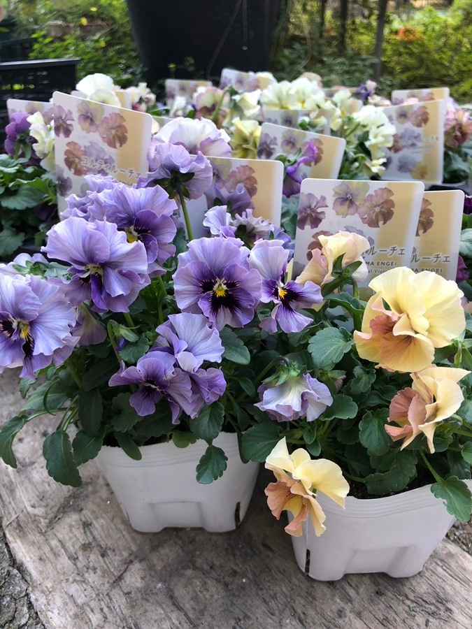 シルキービオラ　’コルティルーチェ’　10.5cmポット （花色指定不可）