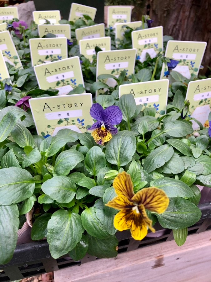 ビオラ  ’流星’　A-STORY　一年草  　10.5cmポット（花色指定不可）