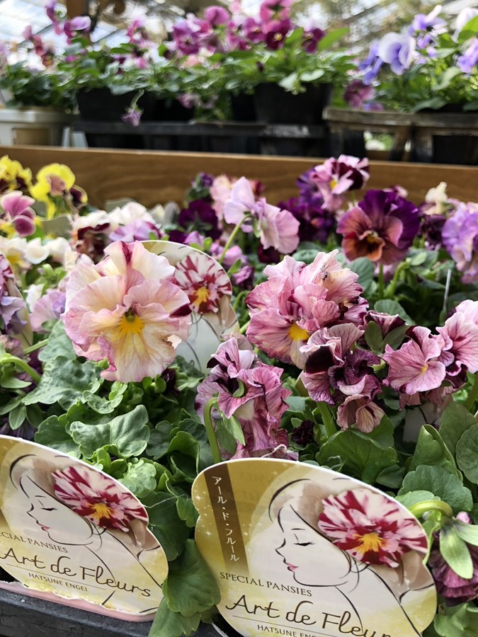 すべての商品 | バラとハーブの専門ショップ 大神（おおが）ファーム