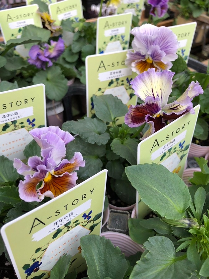 ビオラ  ’花守の詩’　A-STORY　一年草  　10.5cmポット（花色指定不可）