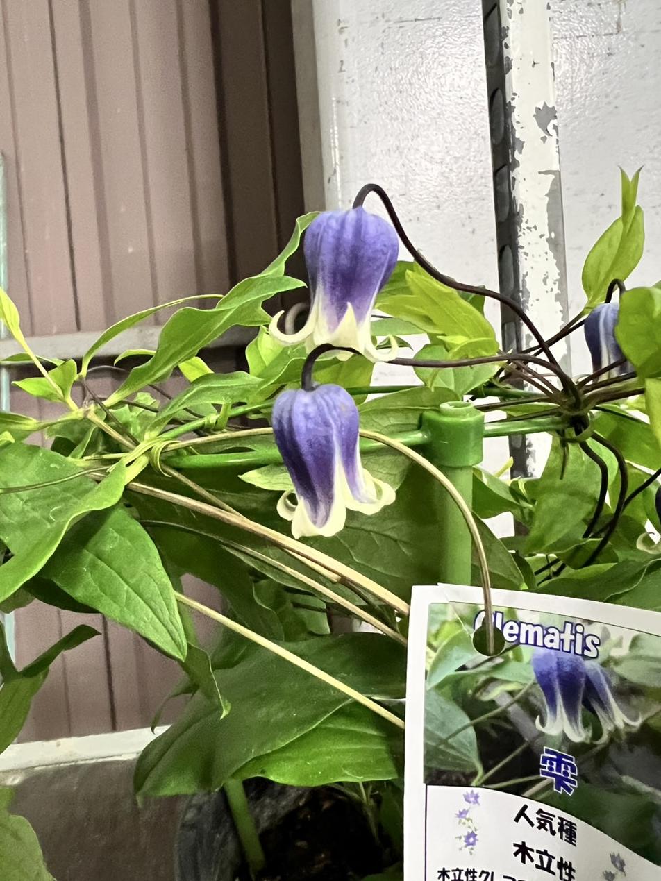 クレマチス　'雫’　系統：テキセンシス系　木立タイプ　12cmポット《予約苗　4月下旬～5月頃お届け予定》