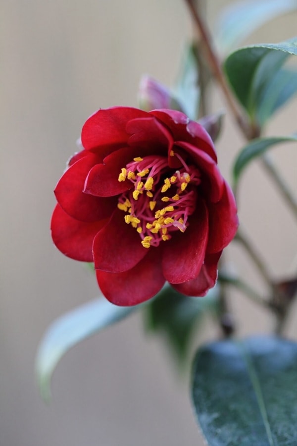 黒椿  ’ナイトライダー’　 常緑常緑小高木　 5号ポット