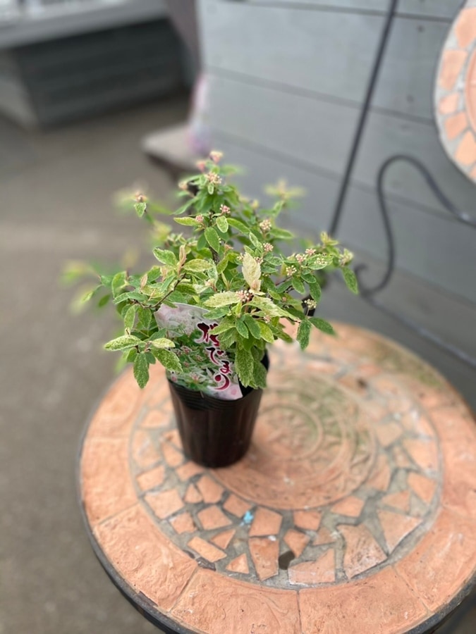 桜手毬　’ピンクアイス’　 斑入りコデマリ　落葉小低木  9cmロングポット