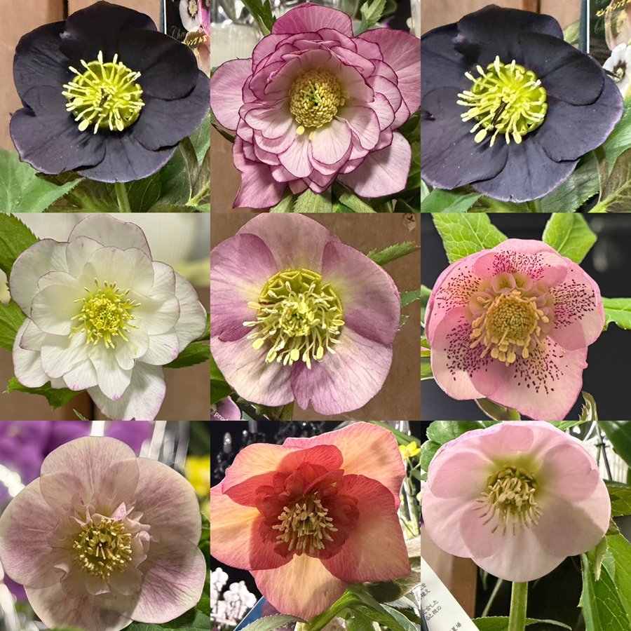 クリスマスローズ ウィンターシンフォニーシリーズ：ベーシックミックス（花色指定不可）　堀切園育種　4号プラ鉢