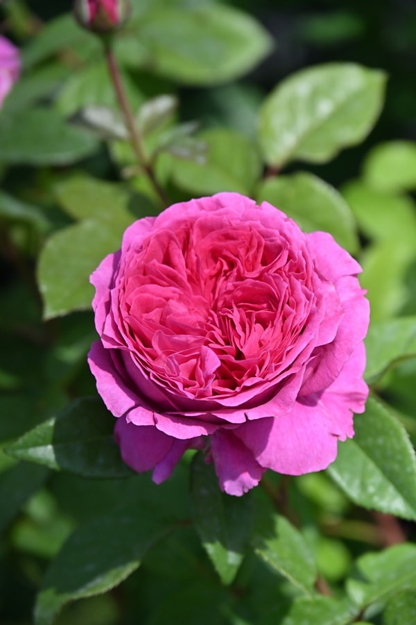 ボラボラハポン セール】ハートロックリボンボストンバッグ（ボストンバッグ）｜Sibra