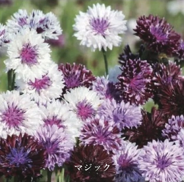 セントーレア　’クラシックシリーズ’　 宿根草　12cmロングポット