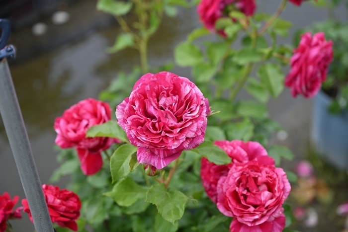 ドテラ　サイプレス　ベルガモット　ローズマリー Amazon.co.jp: dōTERRA[ドテラ] ローズマリー[15ml] : ドラッグストア