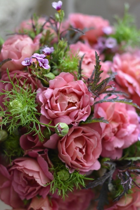 カザンリク（大苗）7号鉢植え バラ苗 オールドローズ（アンティーク