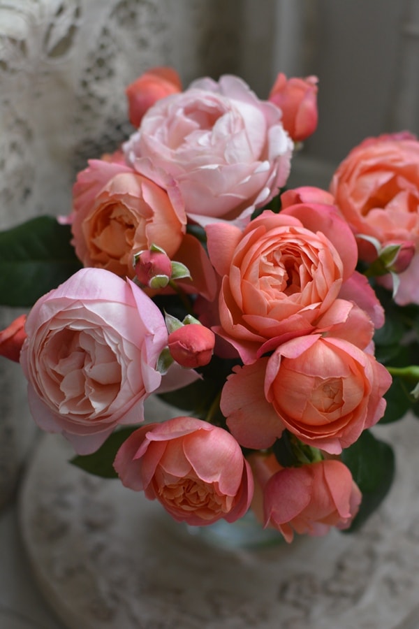 バラ苗 Roses,ブランド（ナーセリー）から選ぶ | バラとハーブの専門