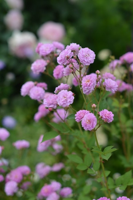 シトリン・ルージュ（大苗）7号鉢植え バラ苗 四季咲き中輪房咲き系