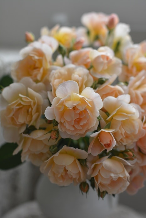 バラ苗 Roses,樹形や花色・花の大きさから選ぶ,木立性（ブッシュ樹形