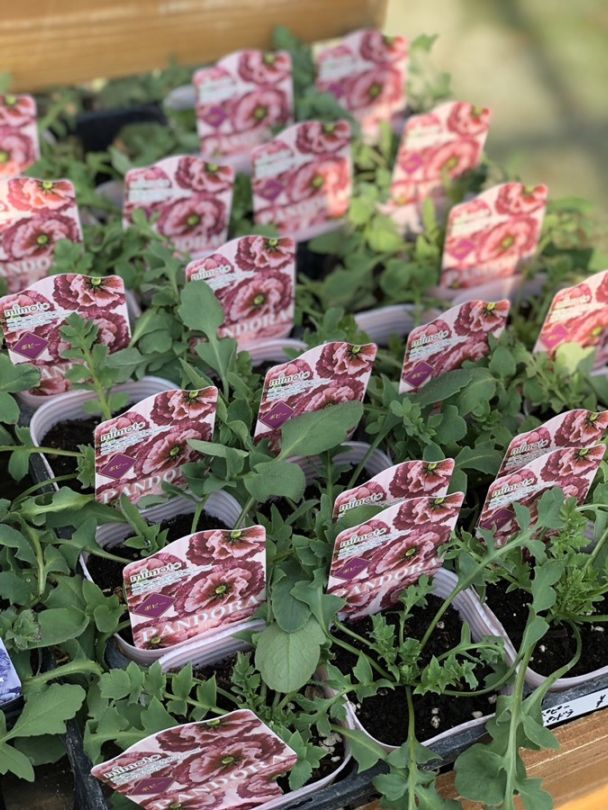 ポピー  ’パンドラ’　 一年草   9cmポット